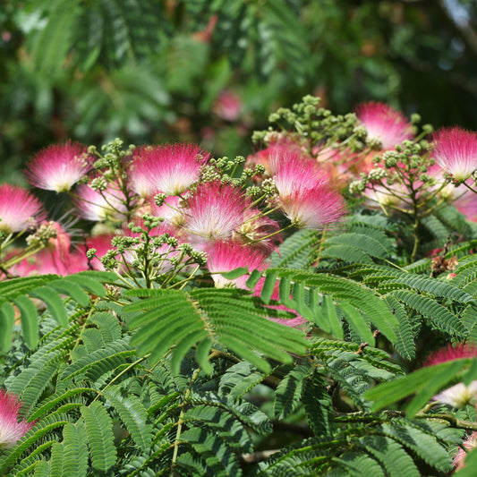Albizia julibrissin