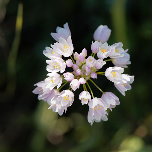 Allium roseum