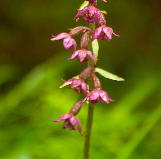 Epipactis catalina.   (Epipactis gigantea x Epipactis royleana)
