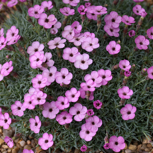 Dianthus strictus pulchellus