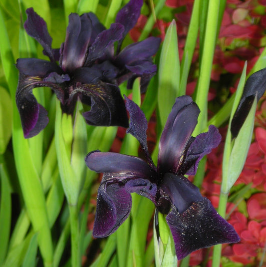 Iris chrysographes Pioneer