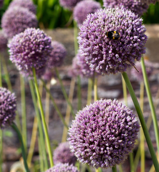 Allium ampeloprasm var ampeloprasm