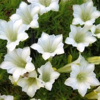Gentiana sino-ornata Oban