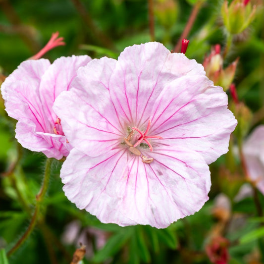 Geranium sanguineum Lancastriense