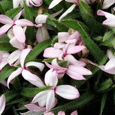 Rhodohypoxis baurii Harlequin