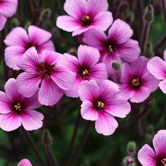 Geranium maderense