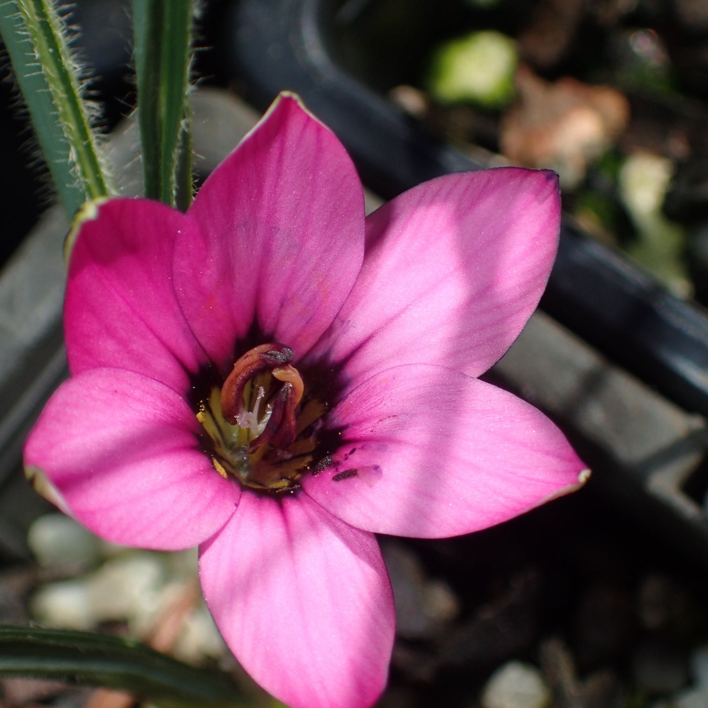 Romulea thodei