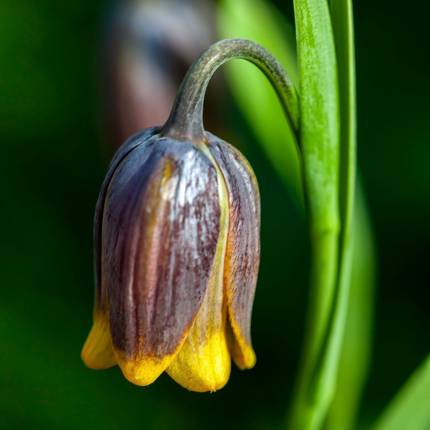 Fritillaria uva vulpis