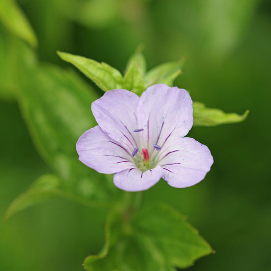 Geranium shikokianum