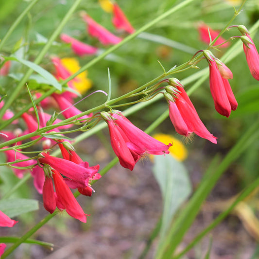 Penstemon barbatus Twizzle Scarlet