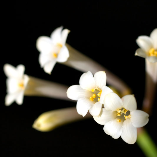Cyrtanthus mackenii var Devon Cream