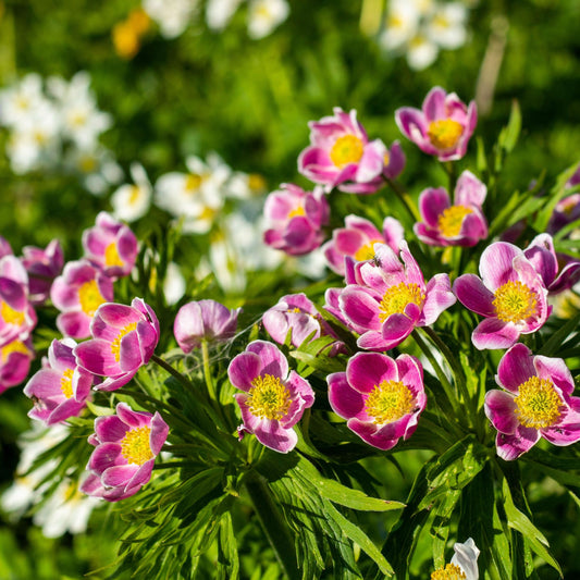 Anemone multifida rubra