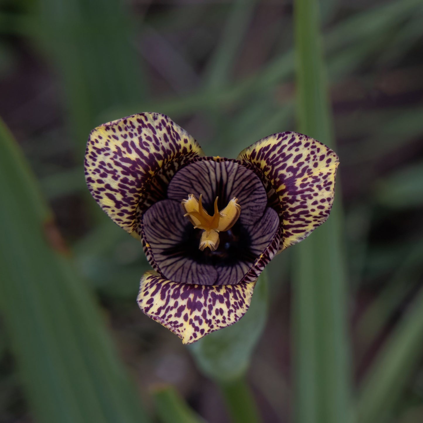 Tigridia vanhouttei