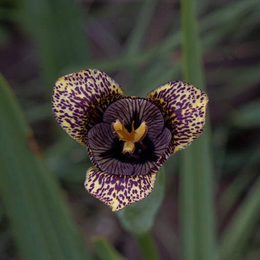 Tigridia vanhouttei