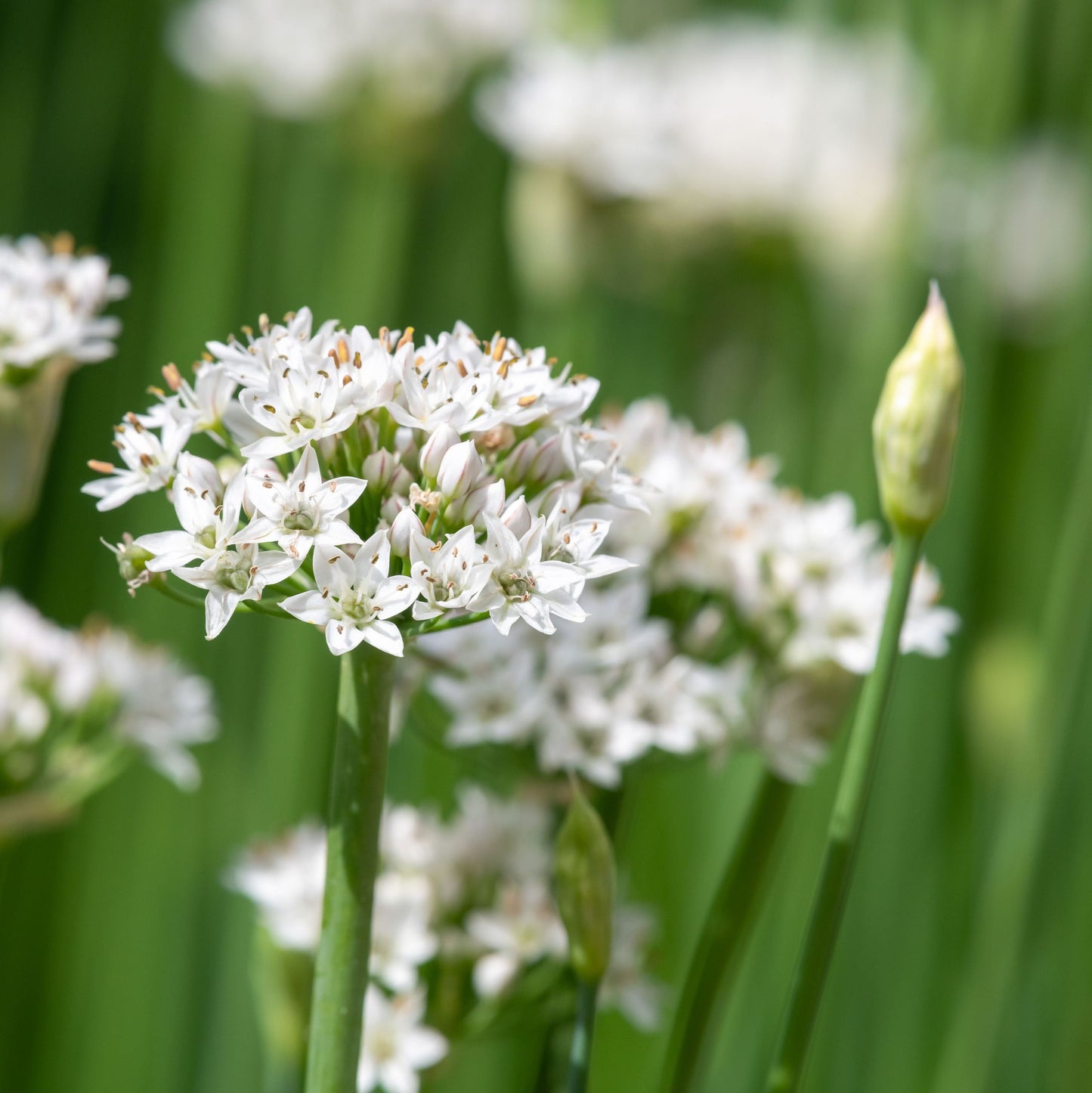 Allium tuberosum