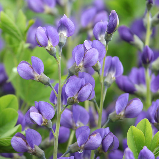 Baptisia australis