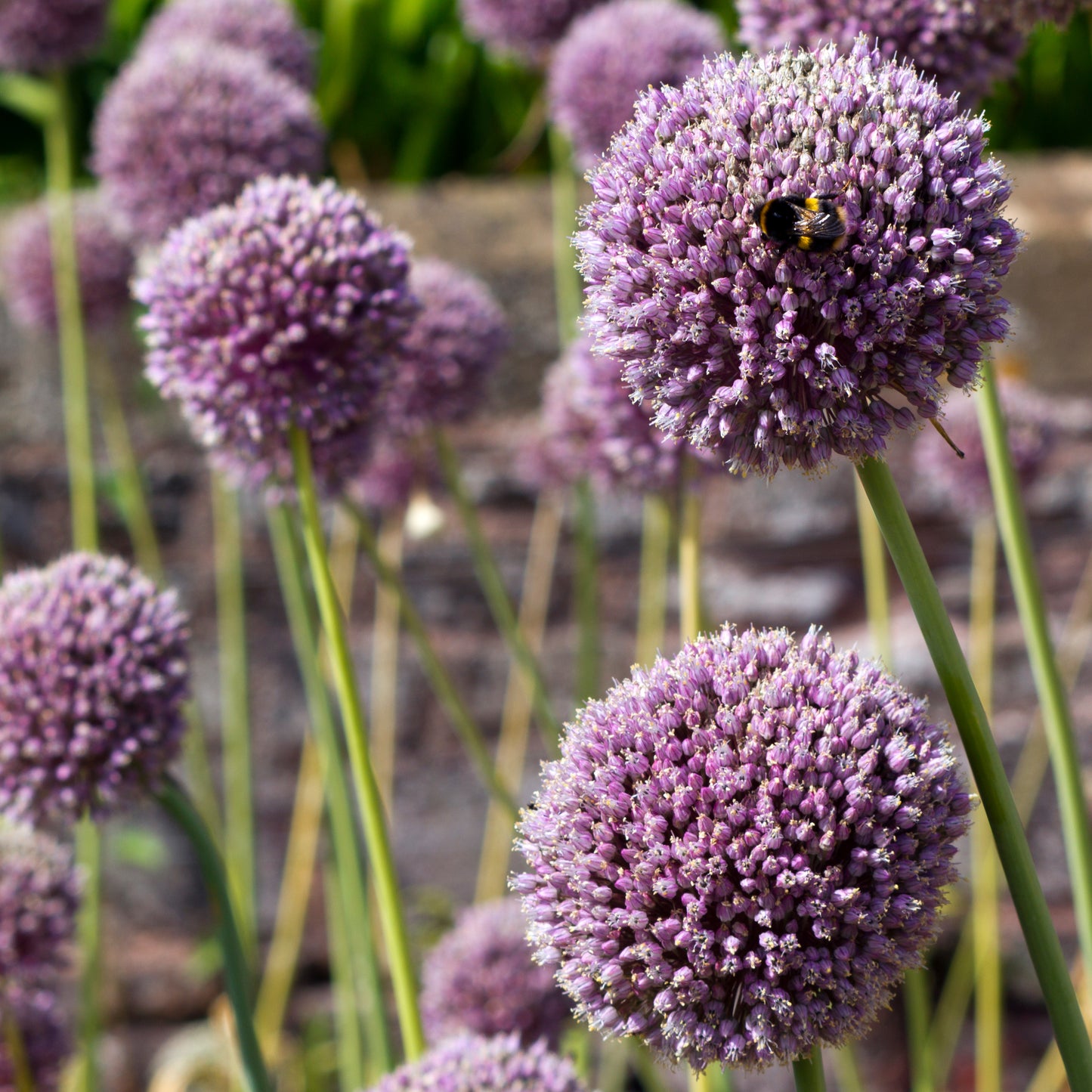 Allium ampeloprasm var ampeloprasm