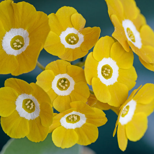 Primula auricula Gleam