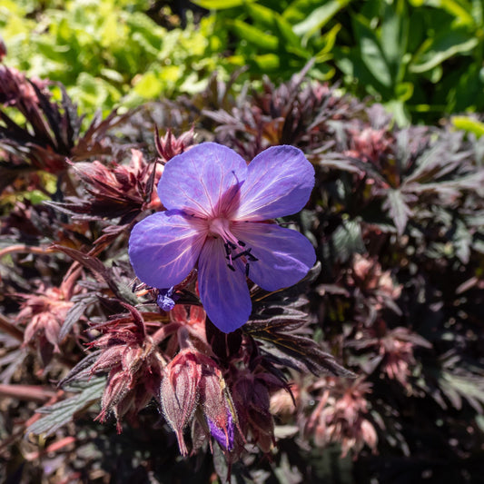 Geranium pratense Purple Haze