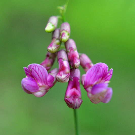 Lathyrus niger