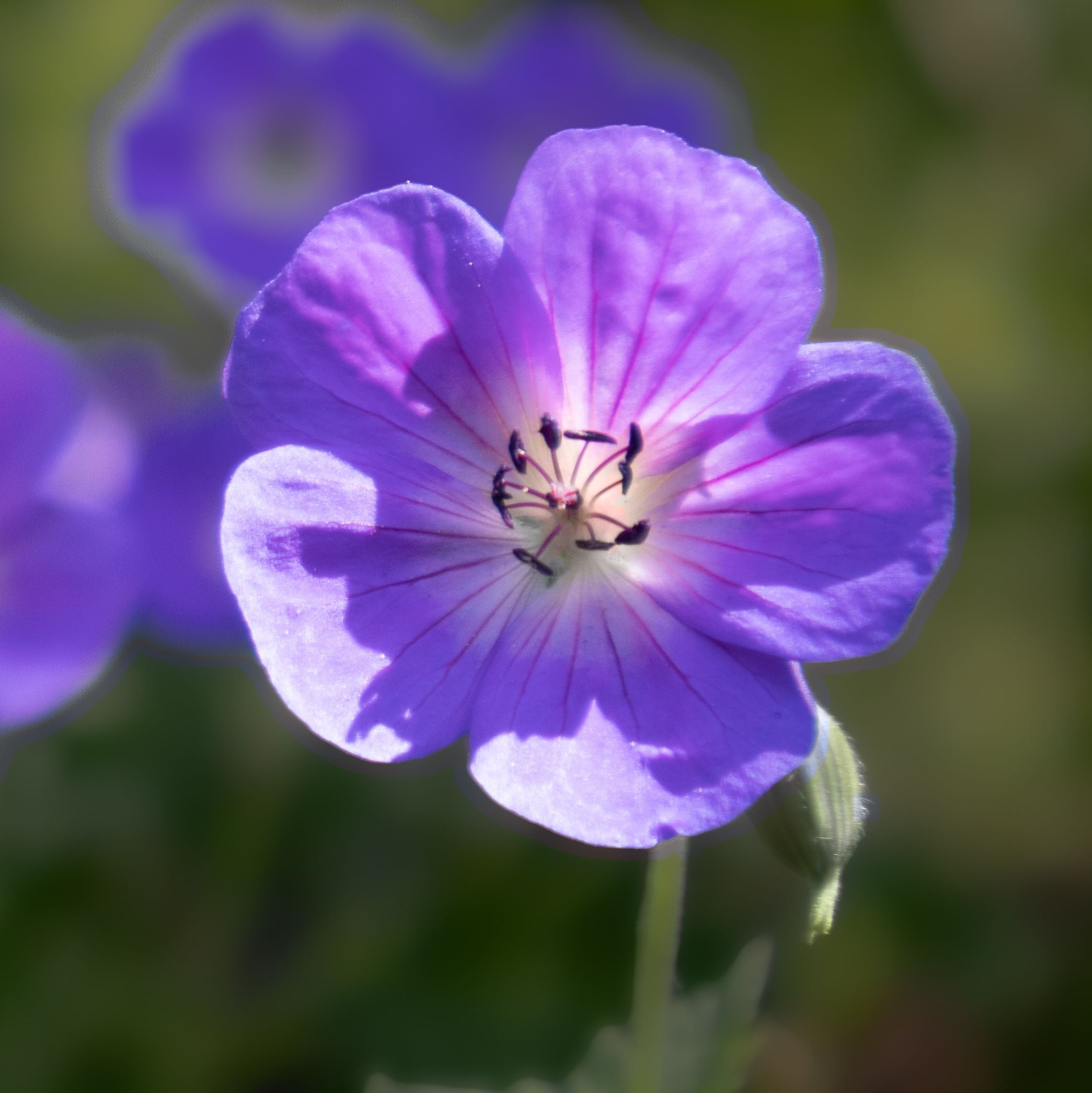 Geranium Blue Sunrise – Border Alpines