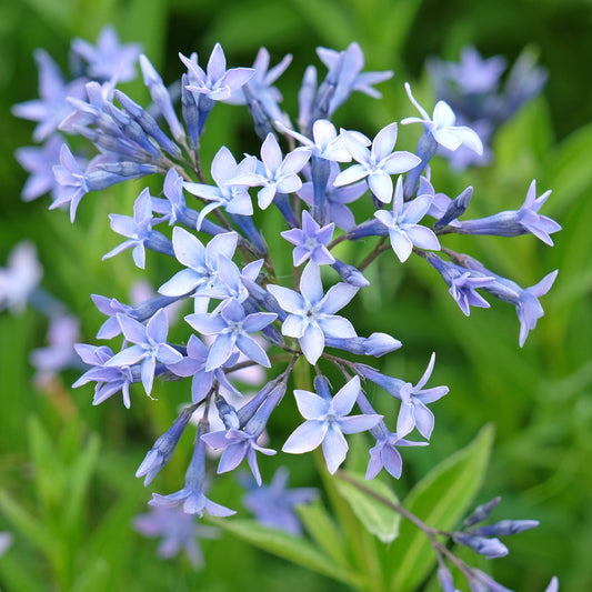 Amsonia orientalis syn Rhoza orientalis