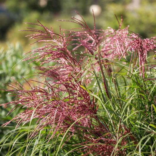 Miscanthus sinensis Flamingo