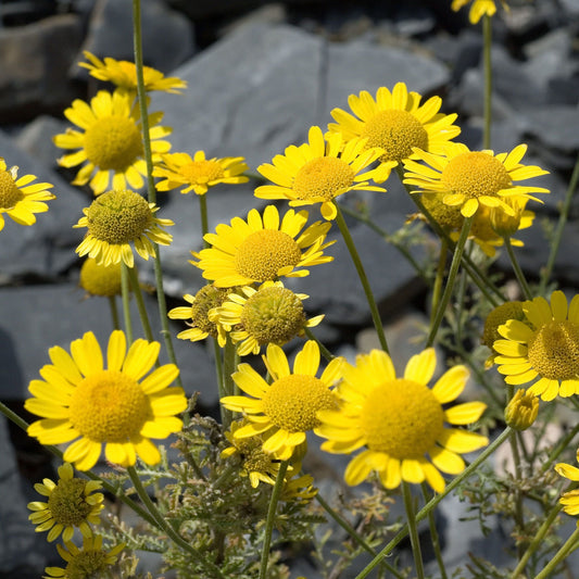Anthemis sancti-johannis ( St Johns chamomile)