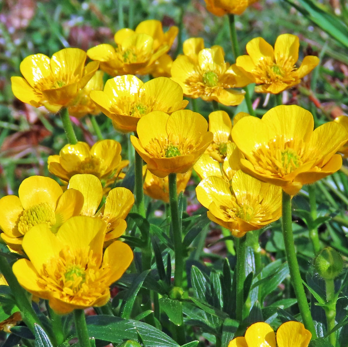 Ranunculus Molten Gold – Border Alpines