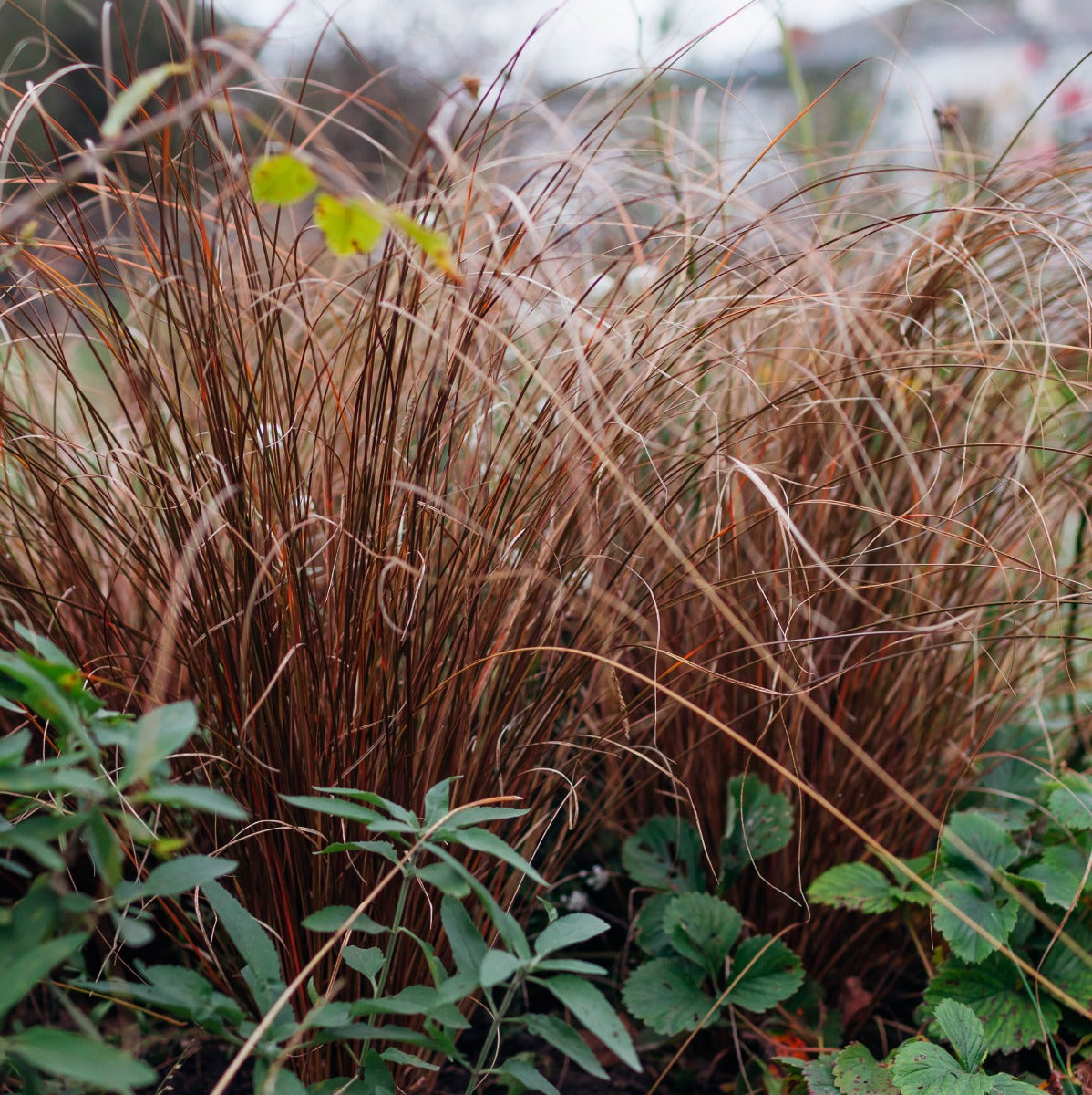 Carex flagellifera