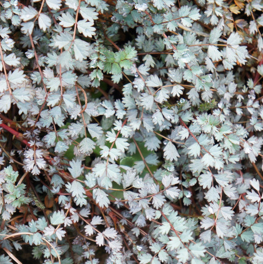 Acaena buchanii