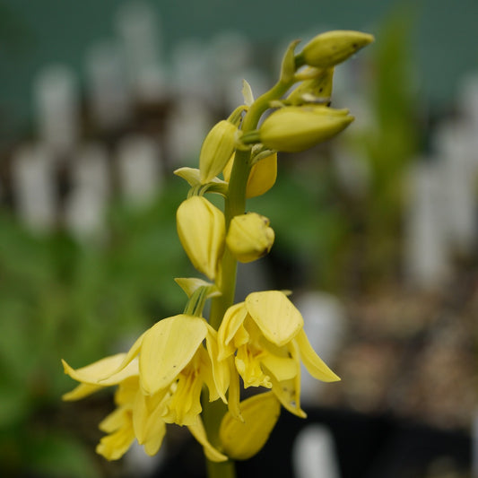 Calanthe sieboldii