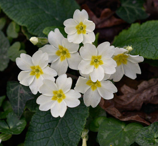 Primula vulgaris Carrigdale