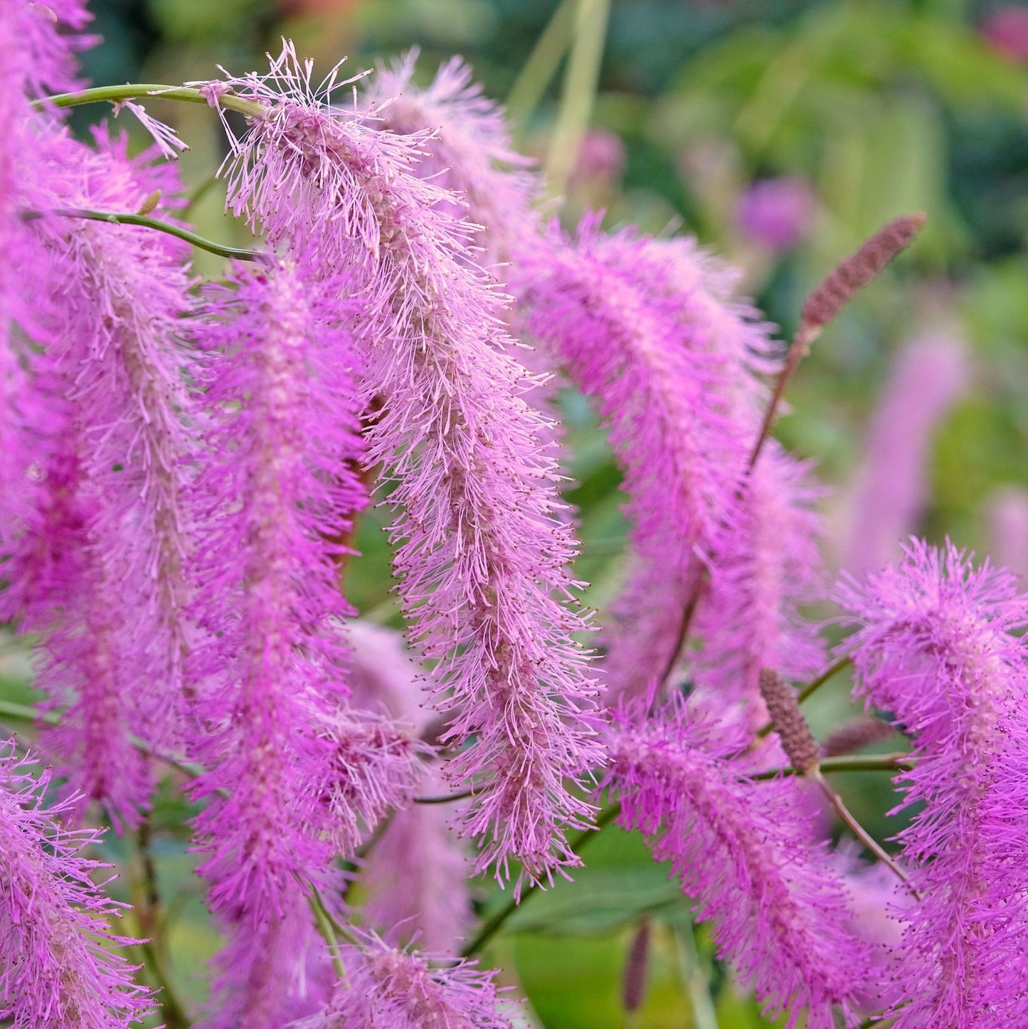 Sanguisorba hukusanensis Lilac Squirrel