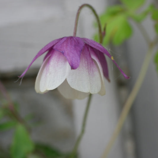 Semi-aquilegia Lamplight