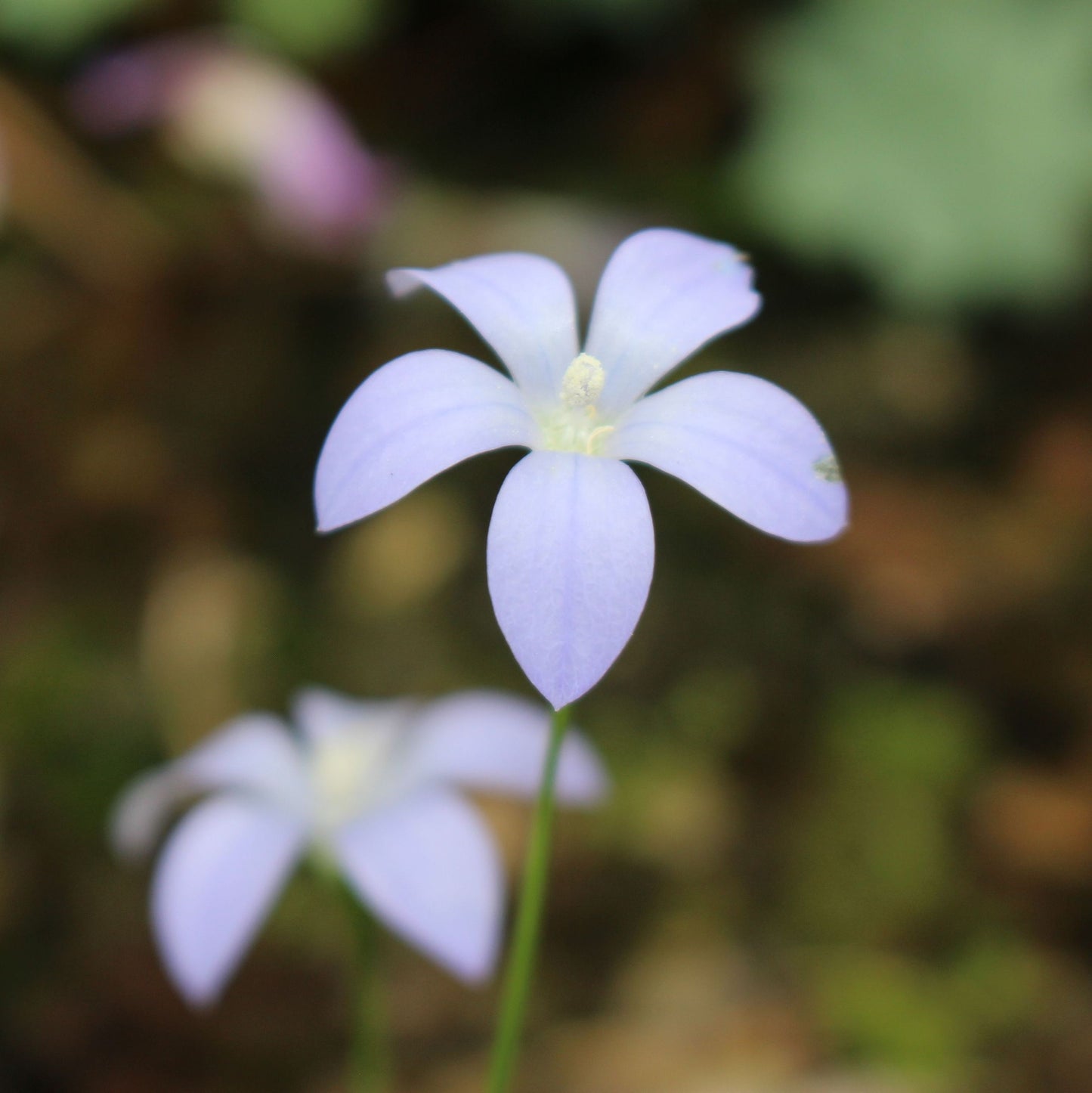 Wahlenbergia albomarginata