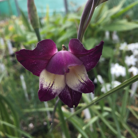 Gladiolus carinatus x huttonii Purple Spray