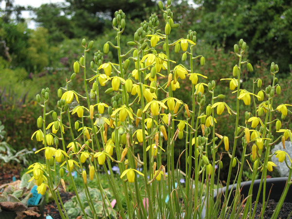 Albuca_shawii.jpg
