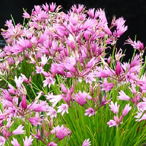 Allium_mairei_amibile.jpg