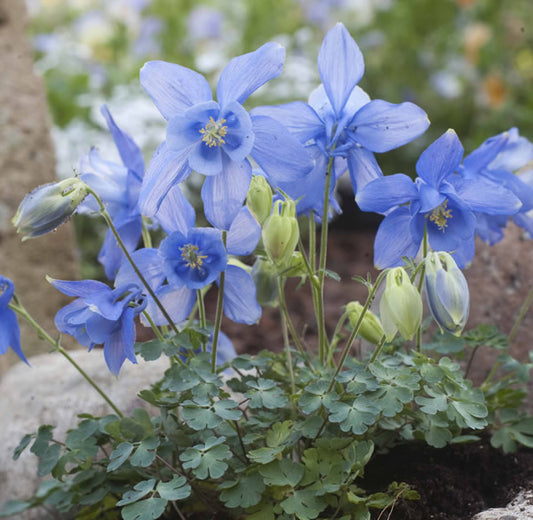 Aquilegia bertolonii