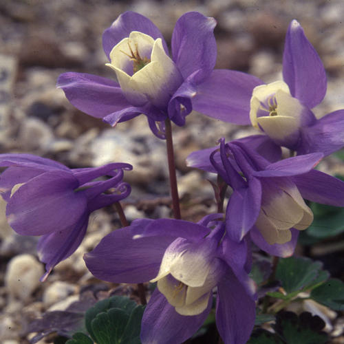 /Aquilegia_saximontana.jpg