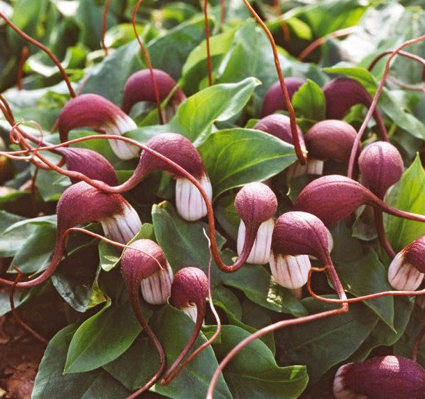 /Arisarum_proboscideum.jpg