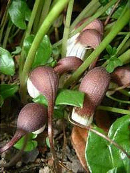 /Arisarum_proboscideum_2.jpg