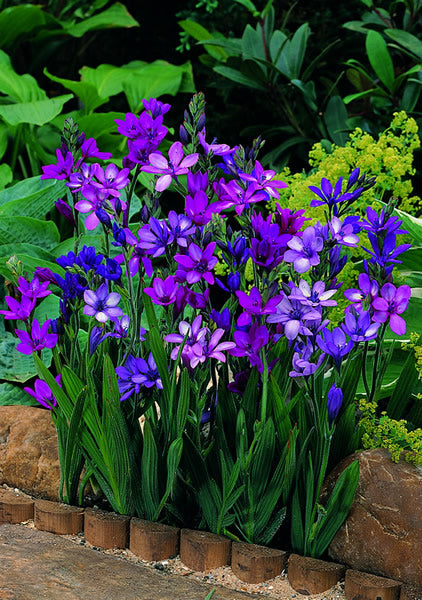 Babiana_stricta_purple_star.jpg