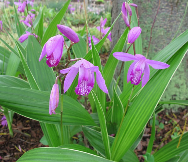 Bletilla_striata.jpg