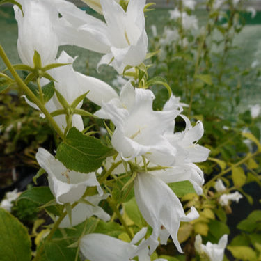Campanula makaschvilii