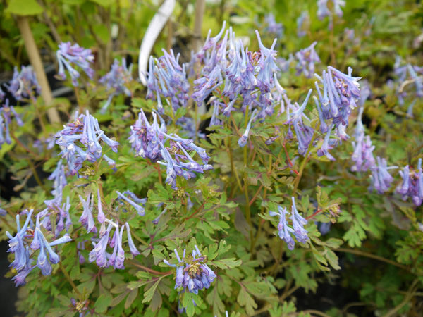 Corydalis_flexuosa_purple_leaf_form.jpg