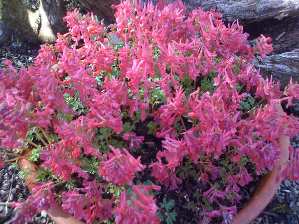 Corydalis_solida_george_baker.jpg