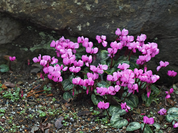 Cyclamen_coum.jpg