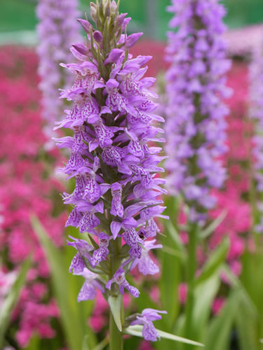 Dactylorhiza_maculata.jpg